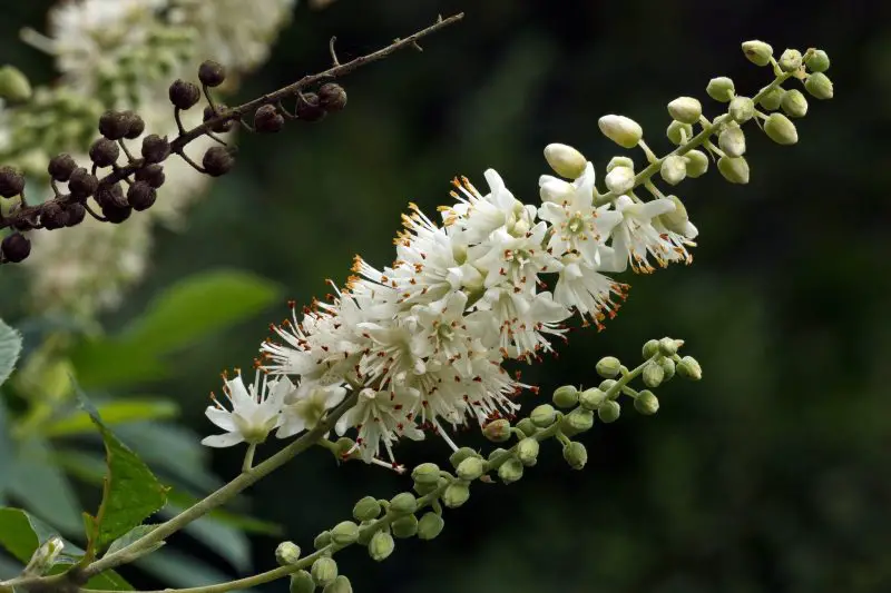 Shrubs with White Flowers