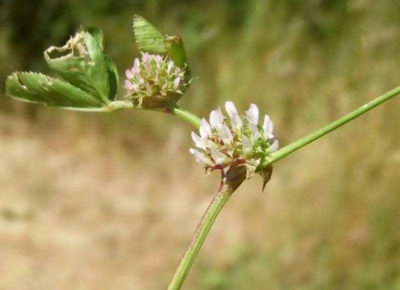 Types of Clover Plants