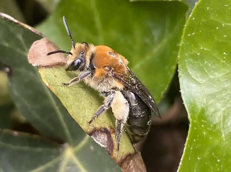 Types of Bees in Arizona