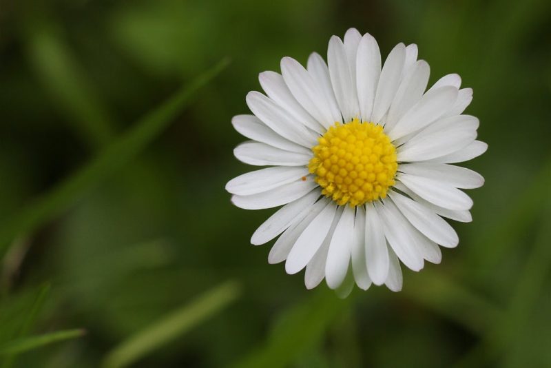 Types of Daisy Plants
