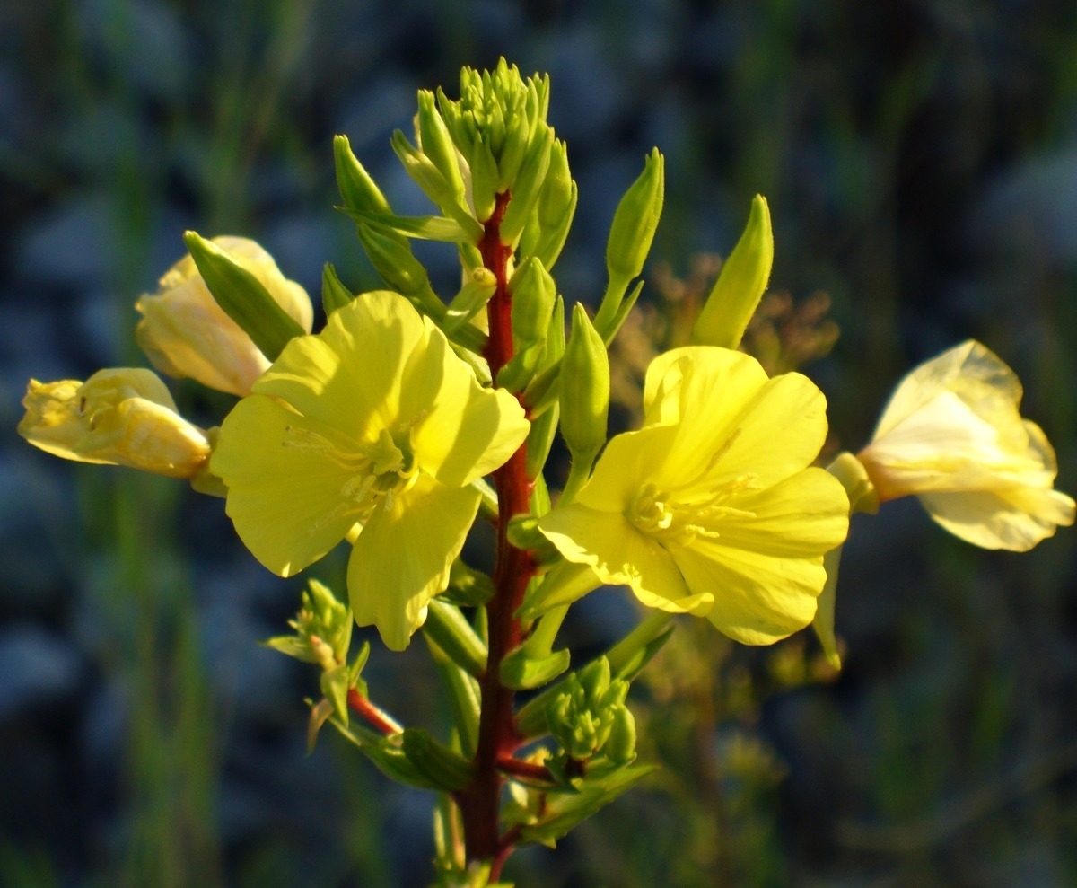 Weeds with Yellow Flowers