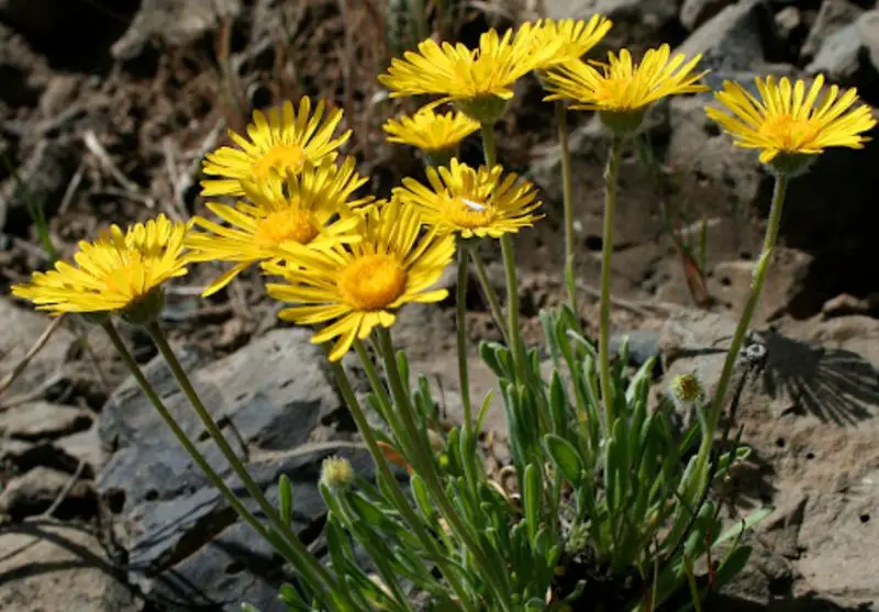 Weeds with Yellow Flowers