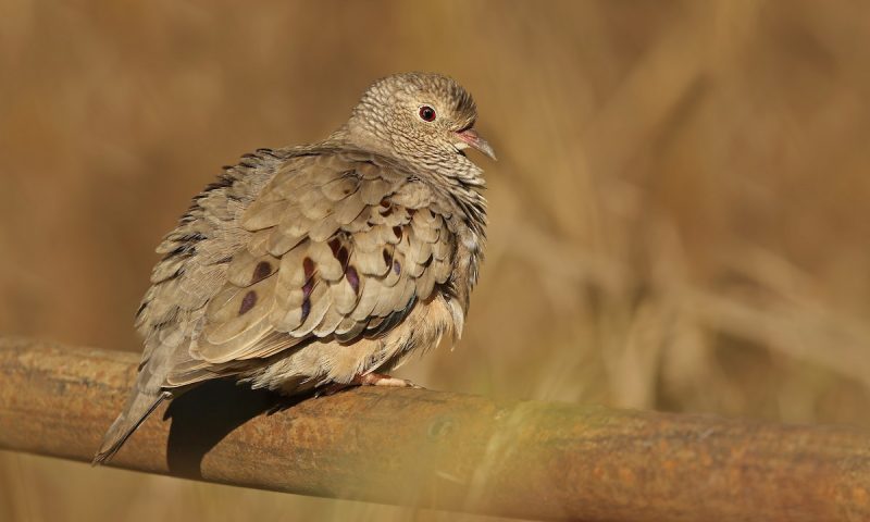 Types of Doves