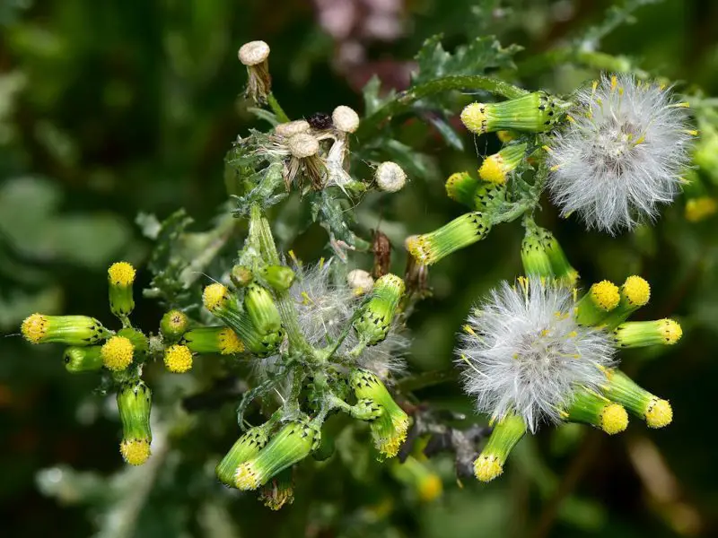 Weeds with Yellow Flowers