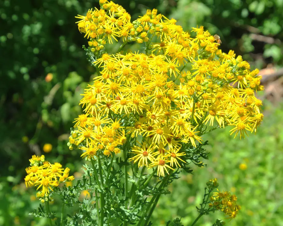 Weeds with Yellow Flowers