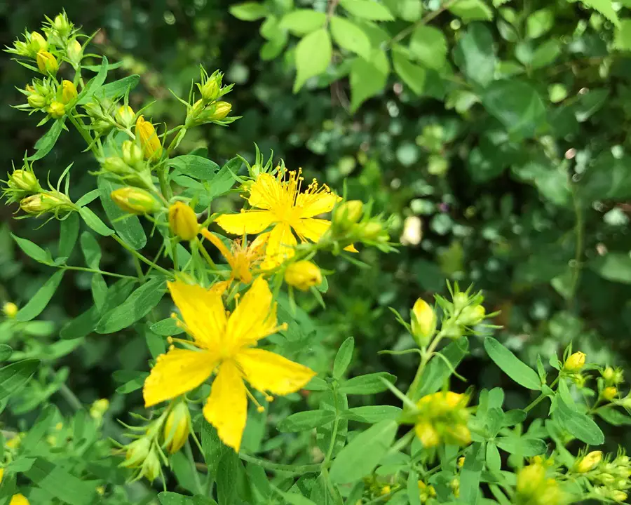 Weeds with Yellow Flowers