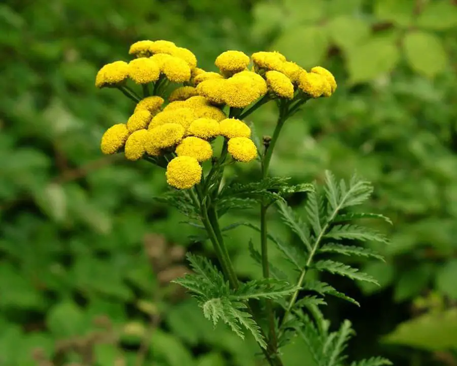 Weeds with Yellow Flowers
