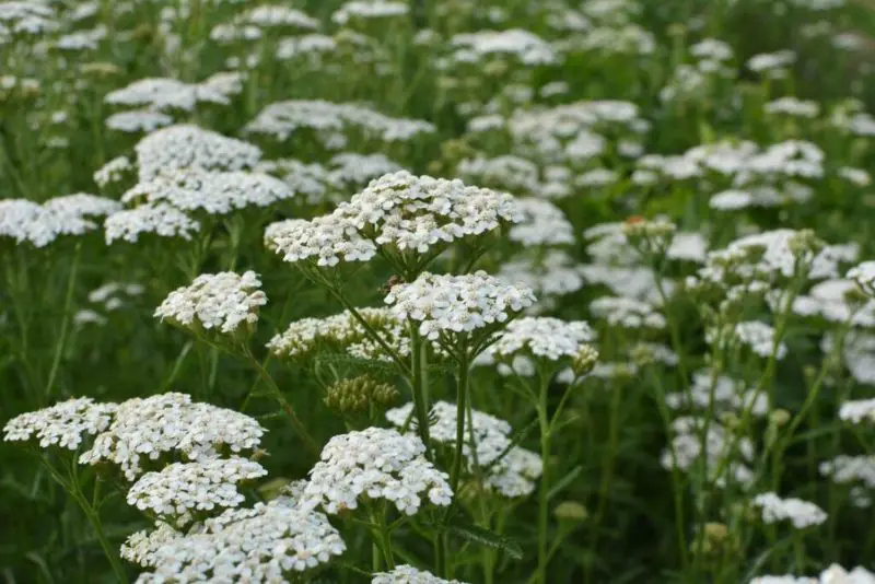 Weeds with White Flowers