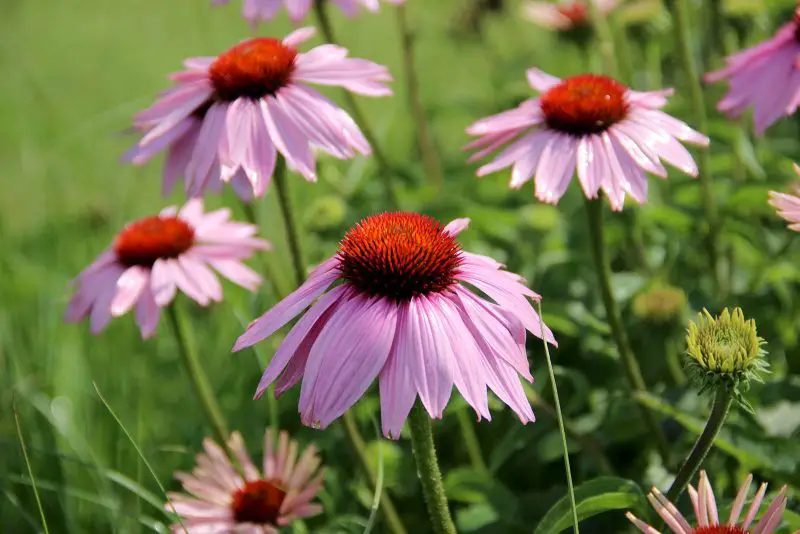 Types of Daisy Plants