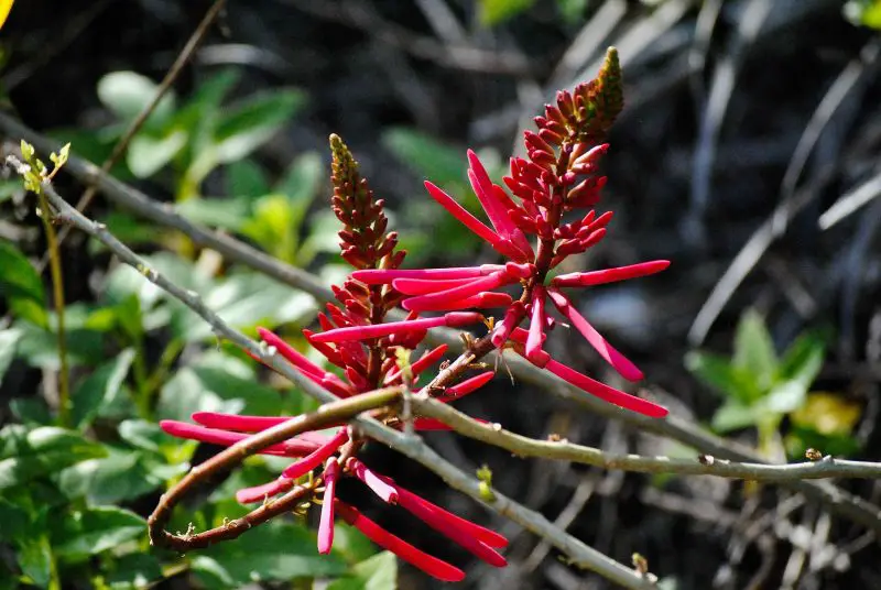 Shrubs with Red Flowers