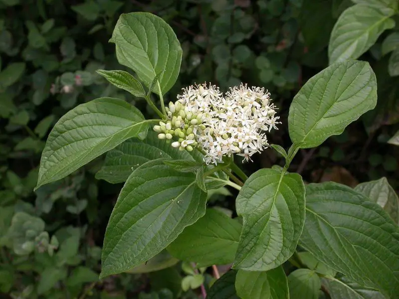 Shrubs with White Flowers