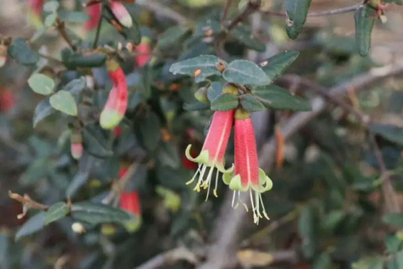 Small Evergreen Shrubs
