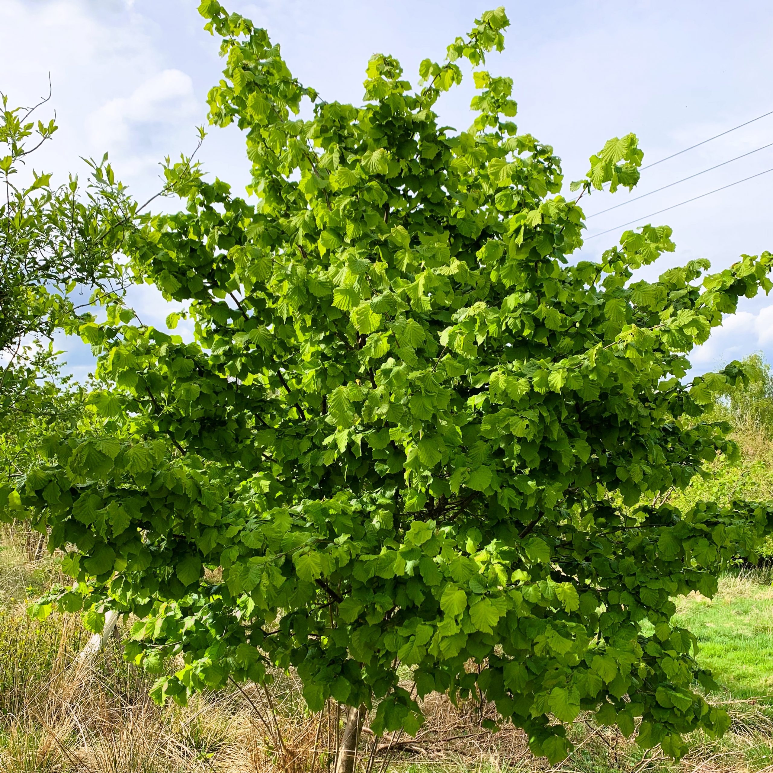 Small Evergreen Shrubs
