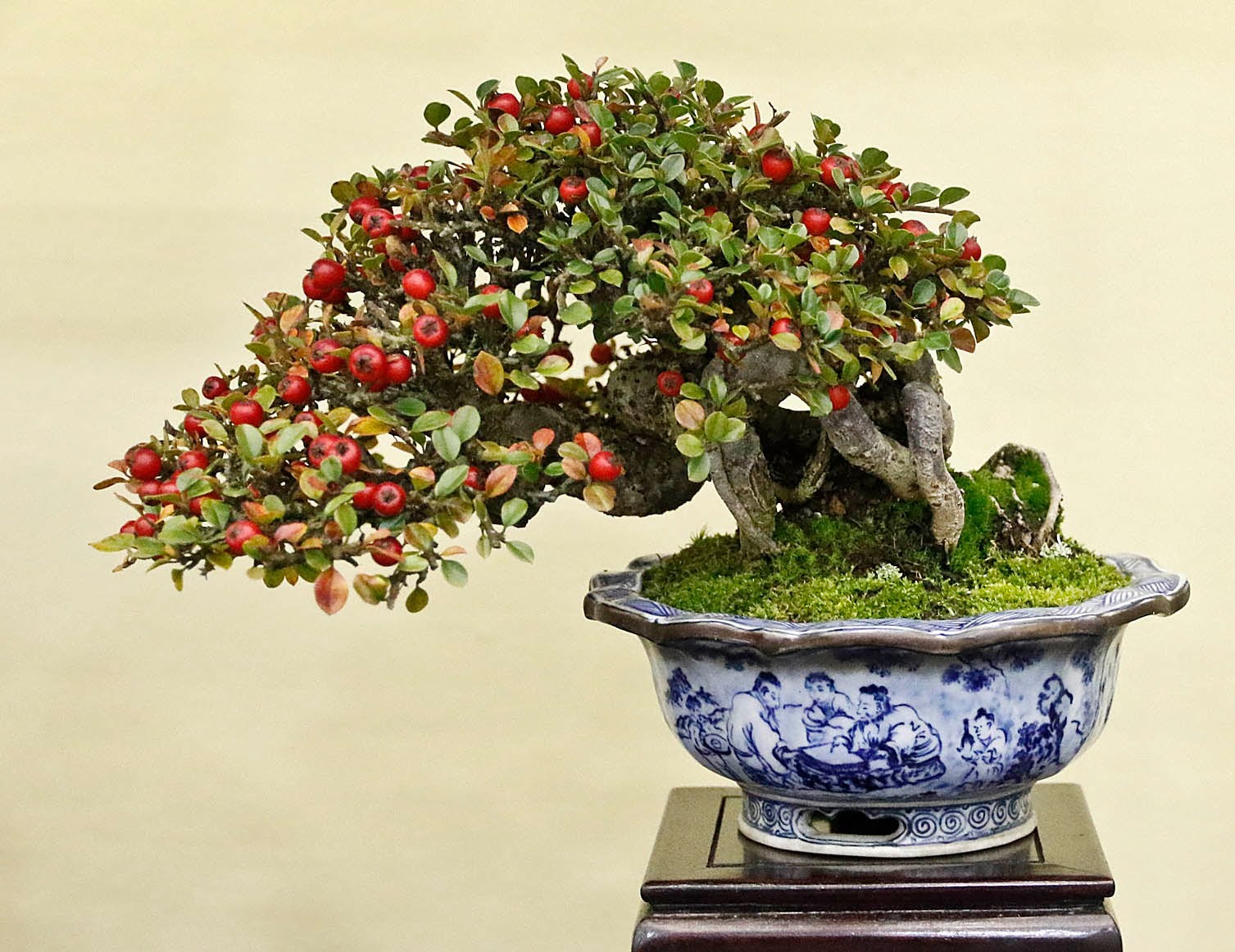 Types of Bonsai Trees