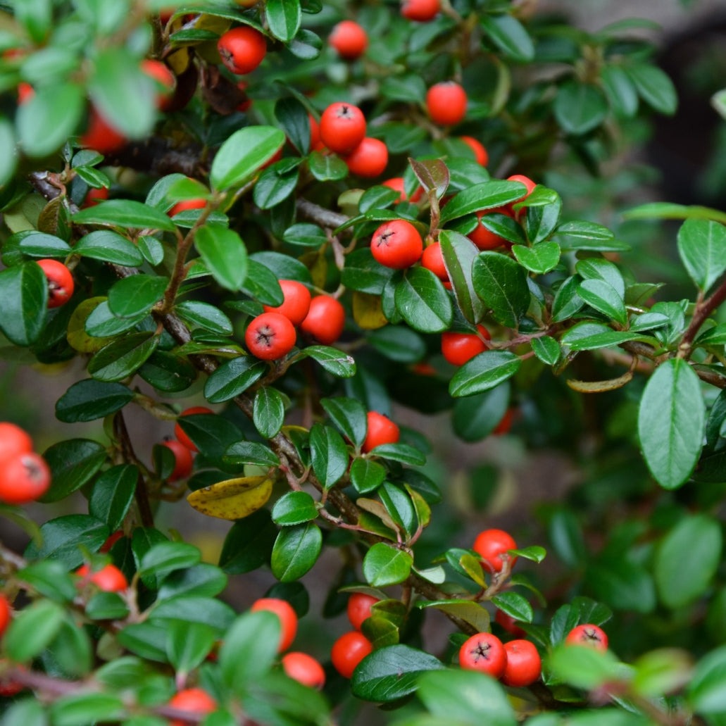 Small Evergreen Shrubs