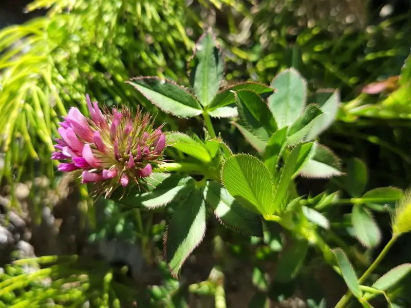 Types of Clover Plants