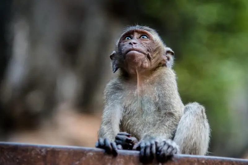 Monkeys in Florida