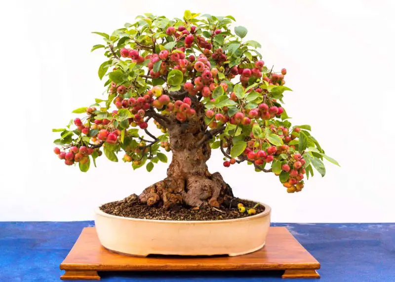 Types of Bonsai Trees