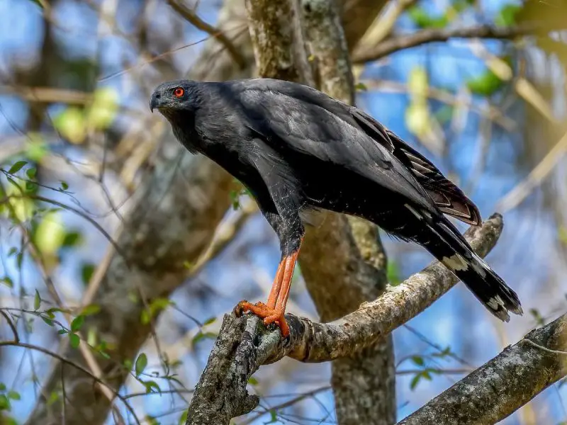 Hawks in Florida