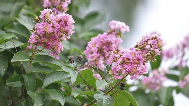Flowering Shrubs That Bloom All Summer