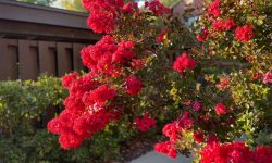 23 Shrubs with Red Flowers (Pictures and Identification)