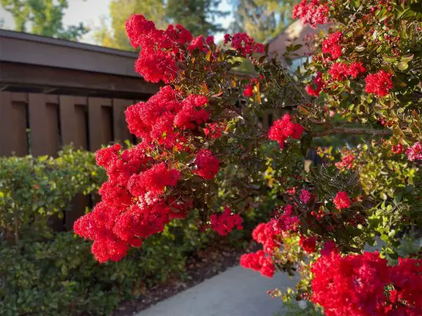 Shrubs with Red Flowers