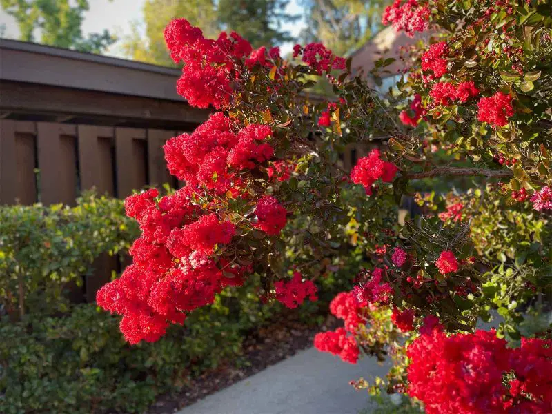 Shrubs with Red Flowers