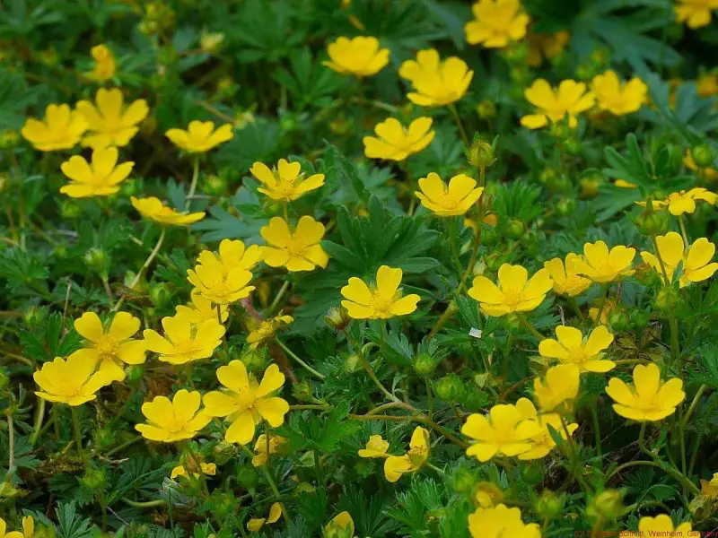 Weeds with Yellow Flowers