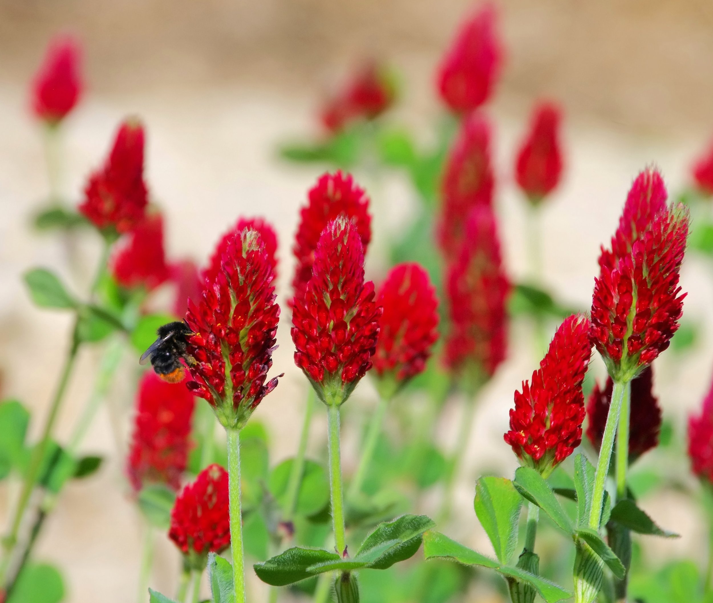 Types of Clover Plants