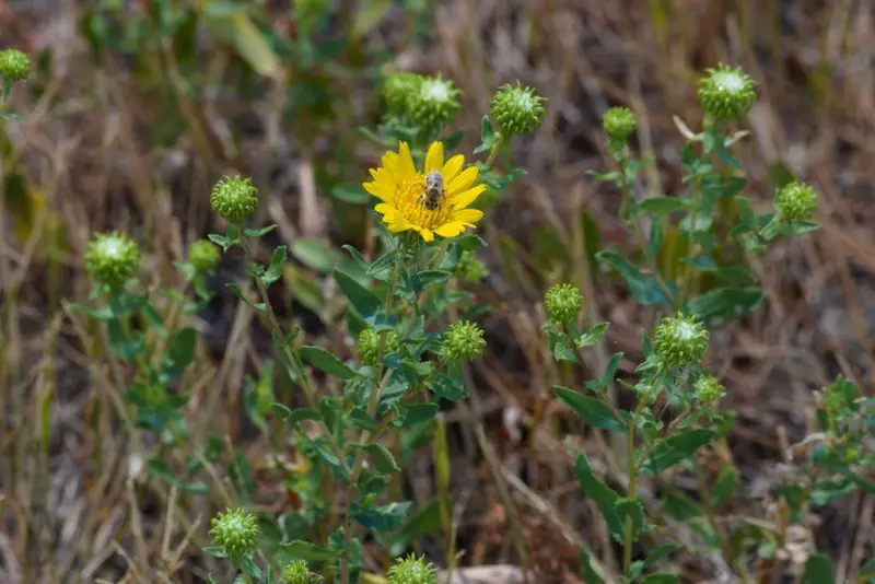 Weeds with Yellow Flowers