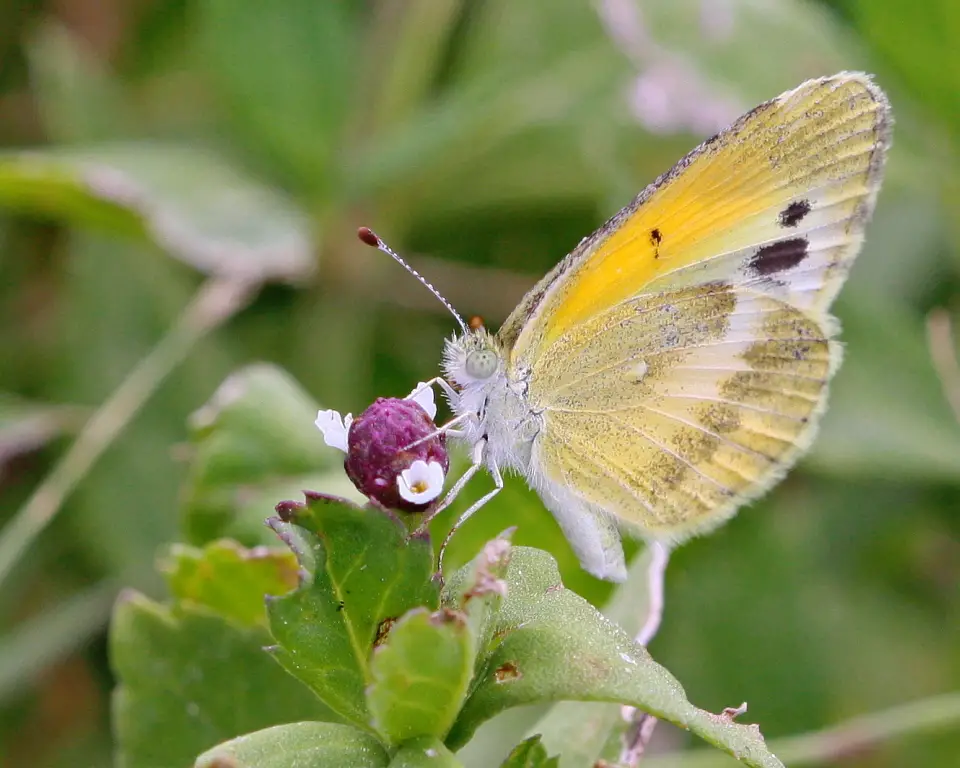 types of butterflies in Florida