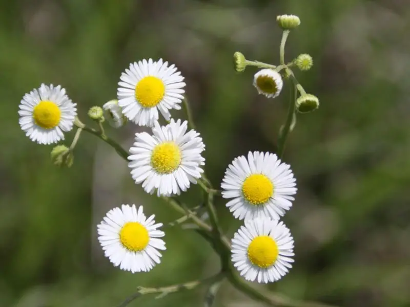 Weeds with White Flowers