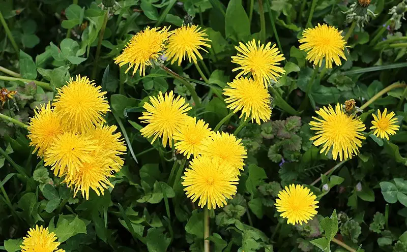Weeds with Yellow Flowers