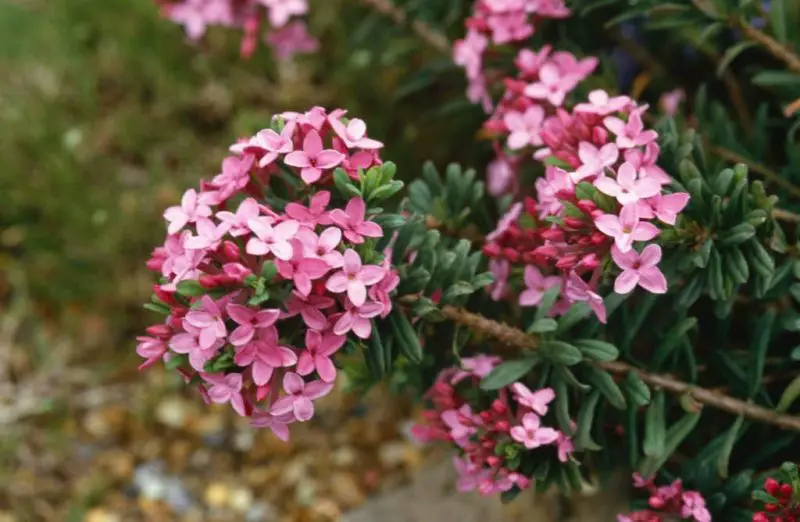 Small Evergreen Shrubs