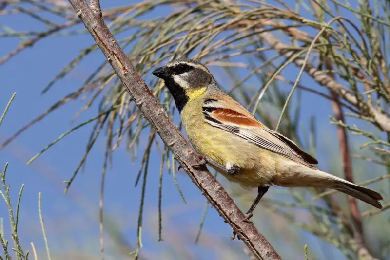 Types of Sparrows
