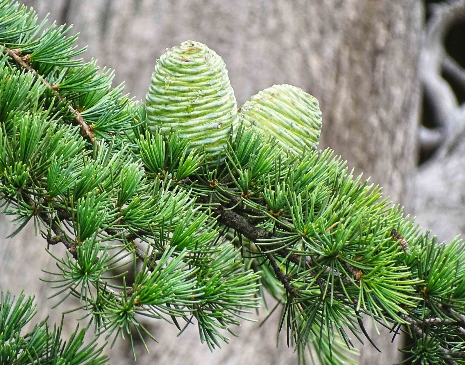 Types of Evergreen Trees
