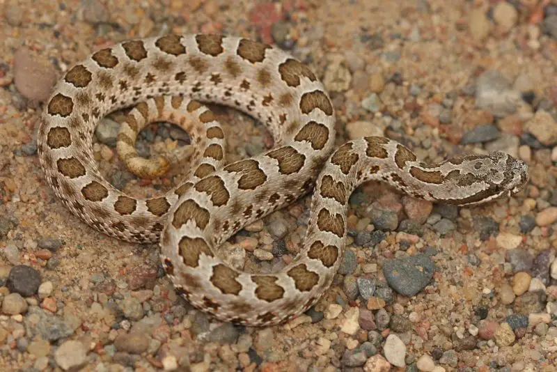 Types of Rattlesnakes in Arizona