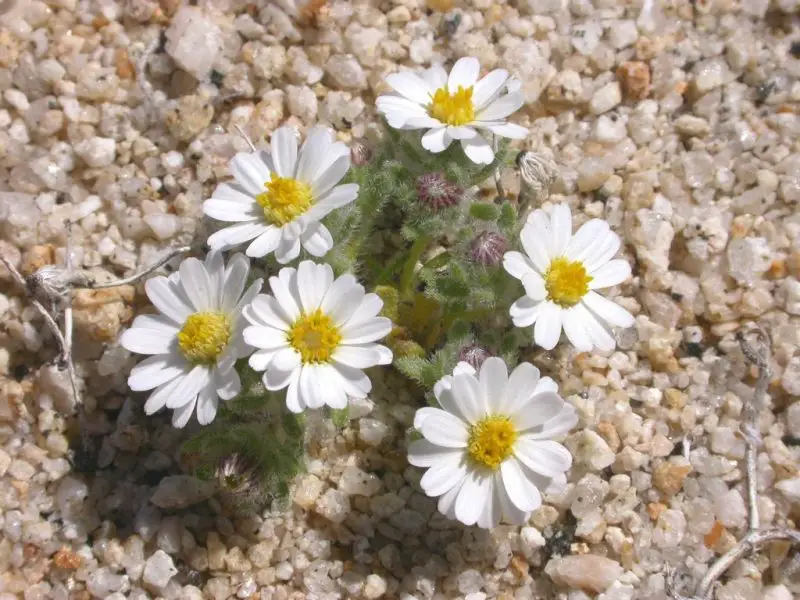 Types of Daisy Plants