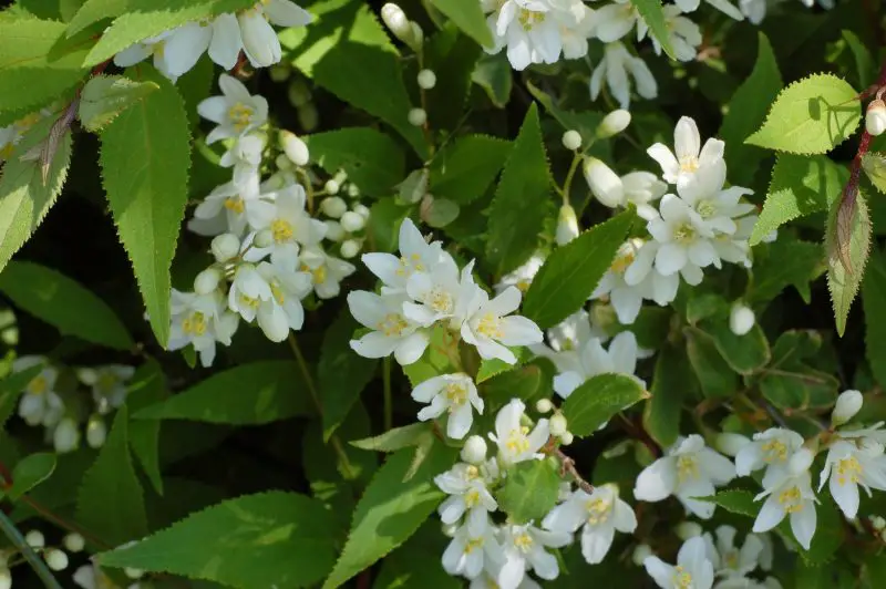 Shrubs with White Flowers