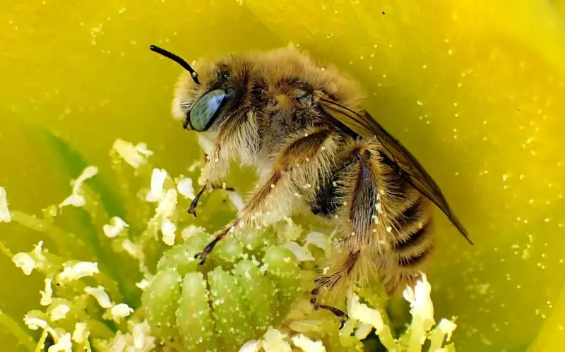 Types of Bees in Arizona