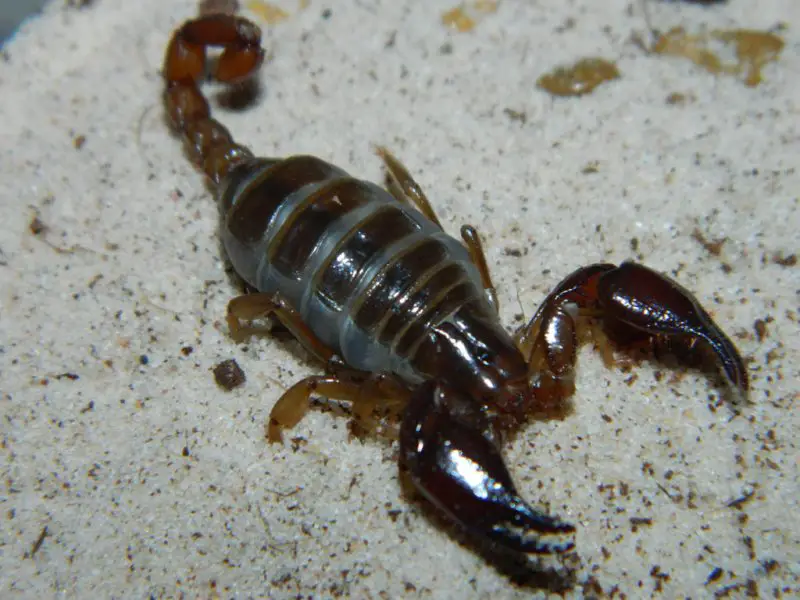 Scorpions in Texas