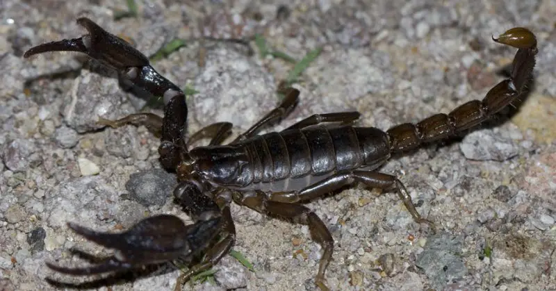 Scorpions in Texas