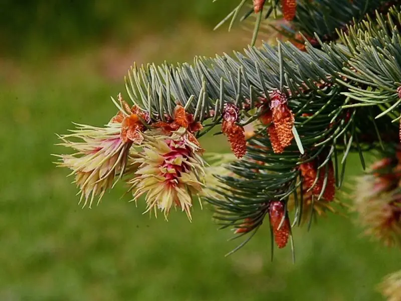 Types of Evergreen Trees