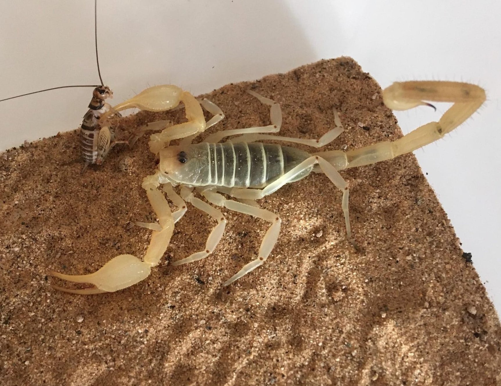 Types of Scorpions in Arizona