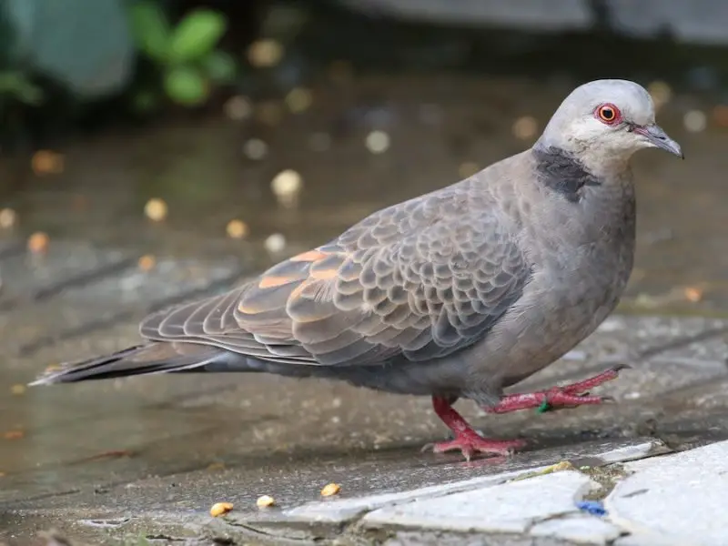 Types of Doves