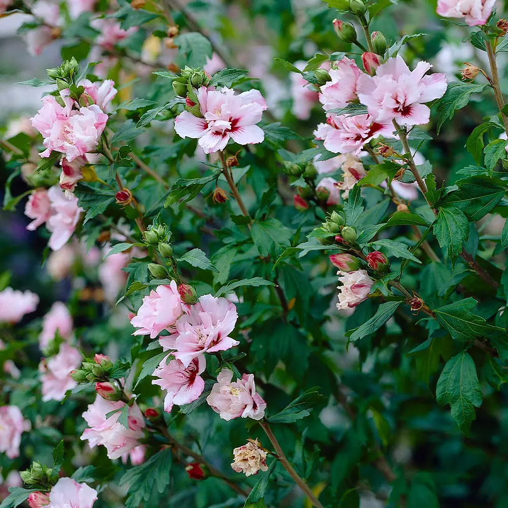 Flowering Shrubs That Bloom All Summer