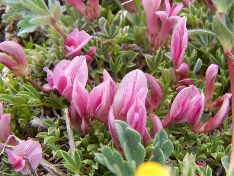 Types of Clover Plants