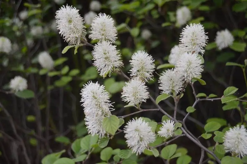Flowering Shrubs That Bloom All Summer