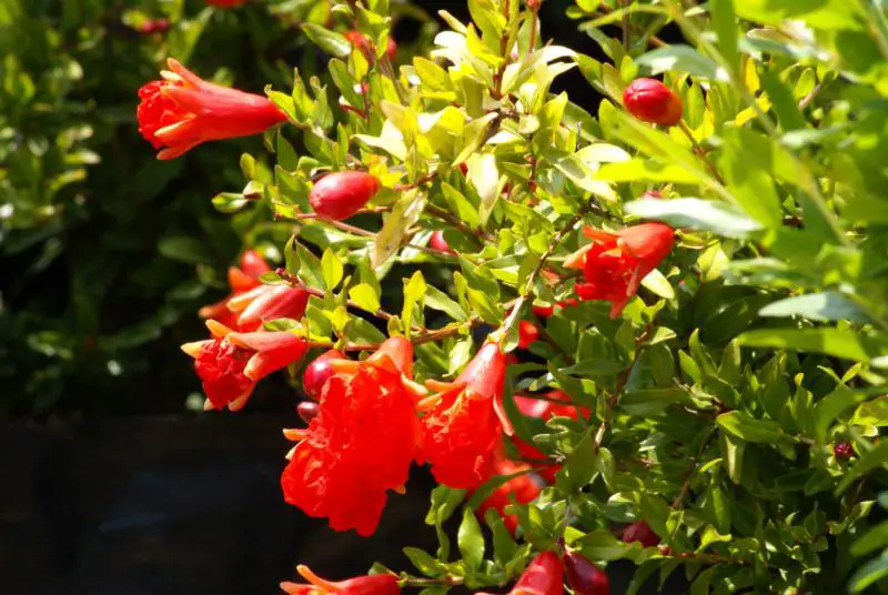 Flowering Shrubs That Bloom All Summer
