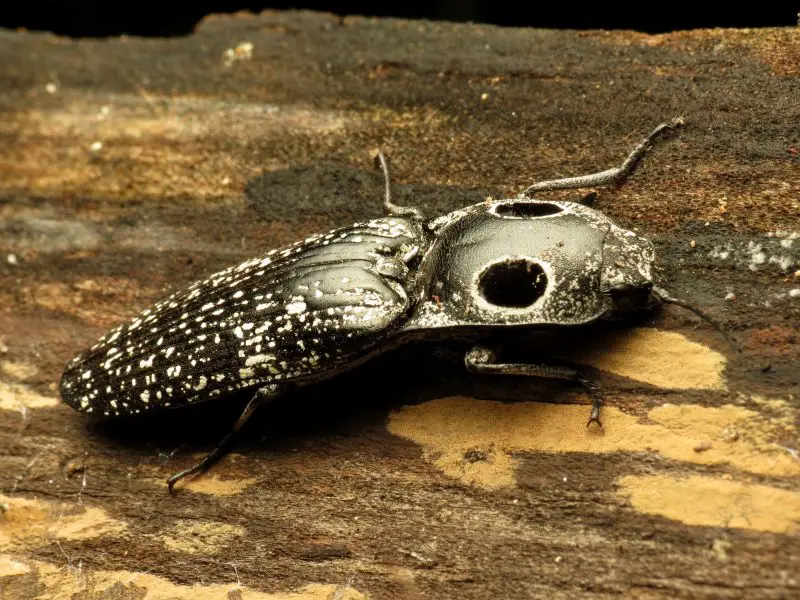 Black Bugs With White Spots